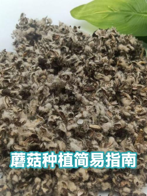 最简单的蘑菇种植方法