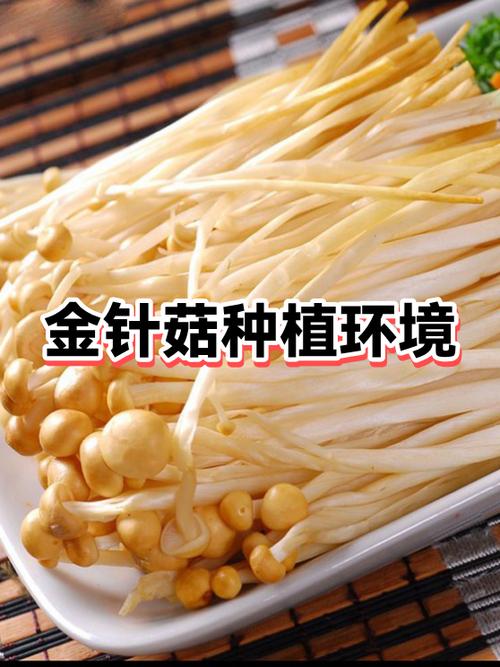 最简单的蘑菇种植方法