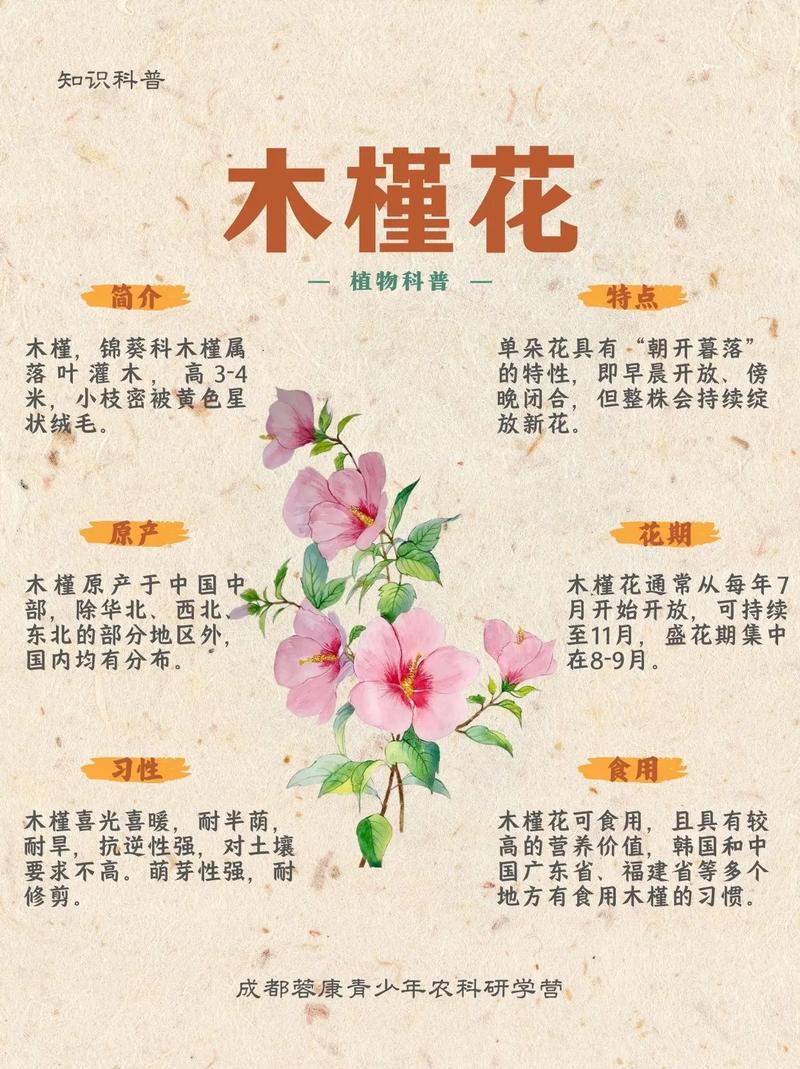 红花图片 植物