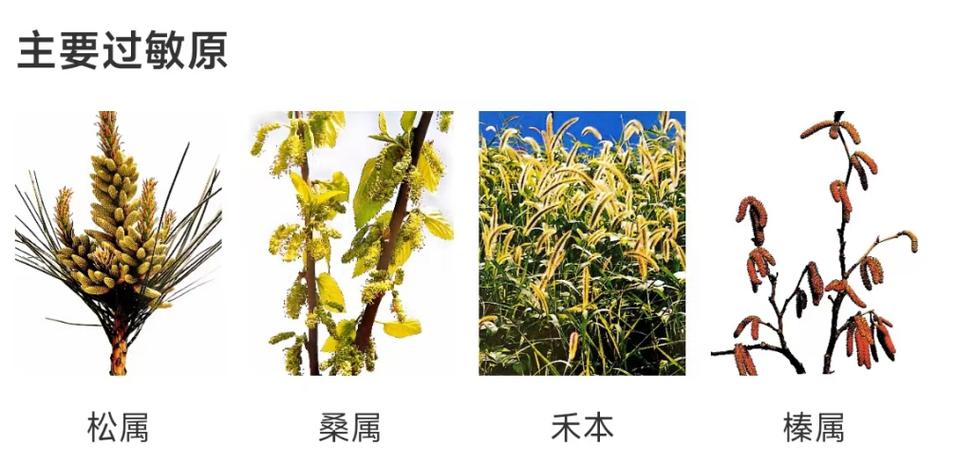 花粉靠什么传播图标
