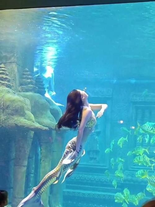 美人鱼海洋馆表演图标