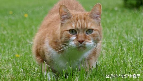 男人梦见猫的10大预兆