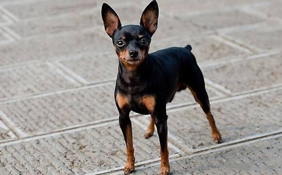 正宗铁包金小鹿犬图片