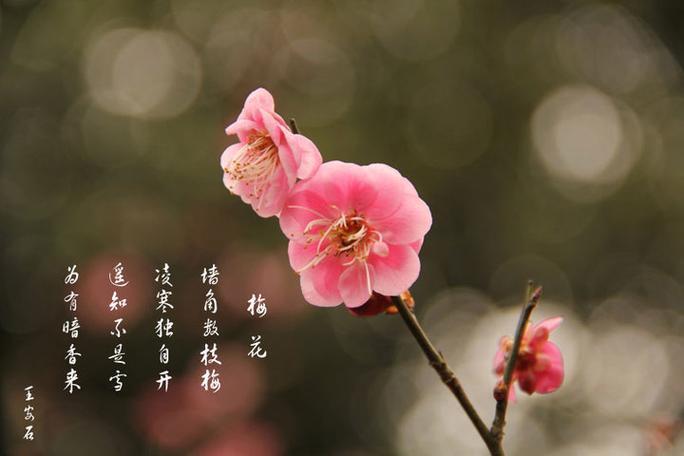 梅花在线观看免费版