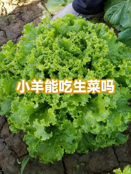 小羊仔可以吃吗