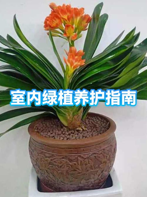 绿植的种植方法