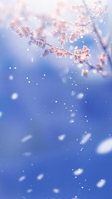 梅花视频大屏素材