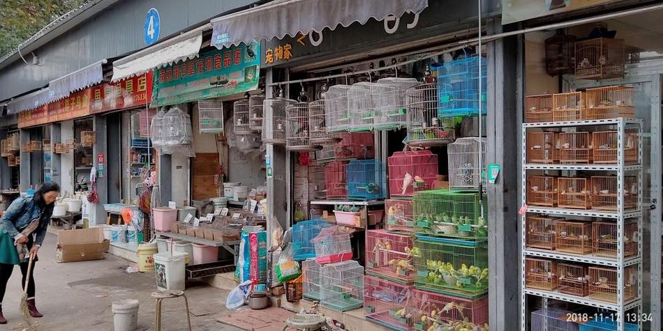 深圳花鸟市场图标