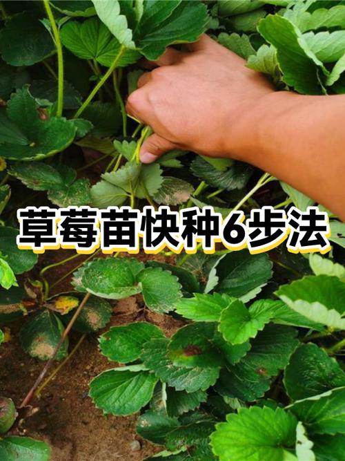 种草莓赚钱吗