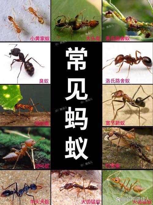 蚂蚁分类怎么赚钱