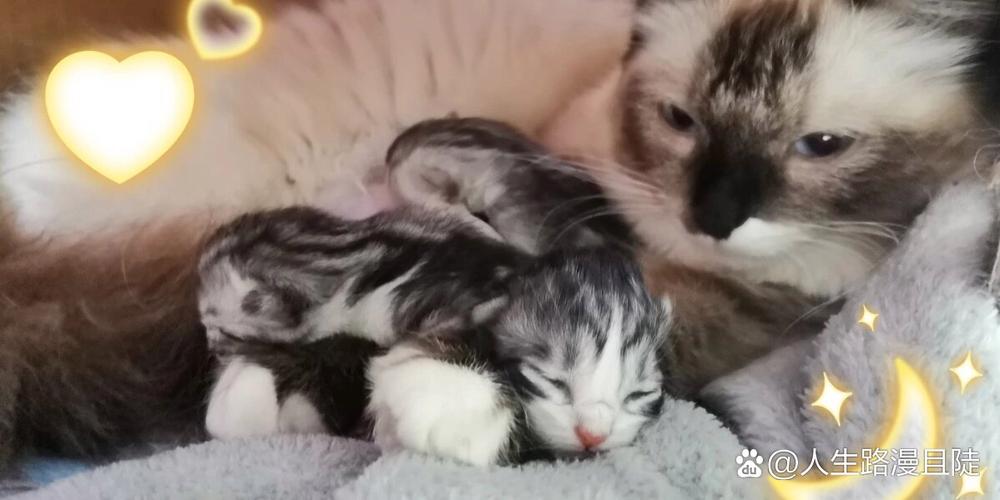 漫猫猫官网