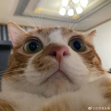 漫猫猫官网