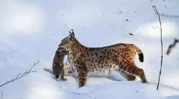 猞猁与狼打架