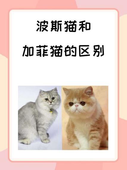 加菲猫洗澡多少钱一次