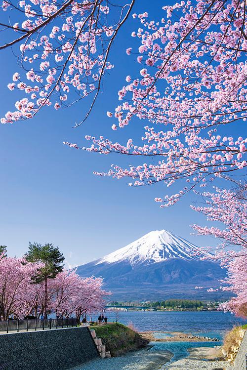 日本的樱花图标