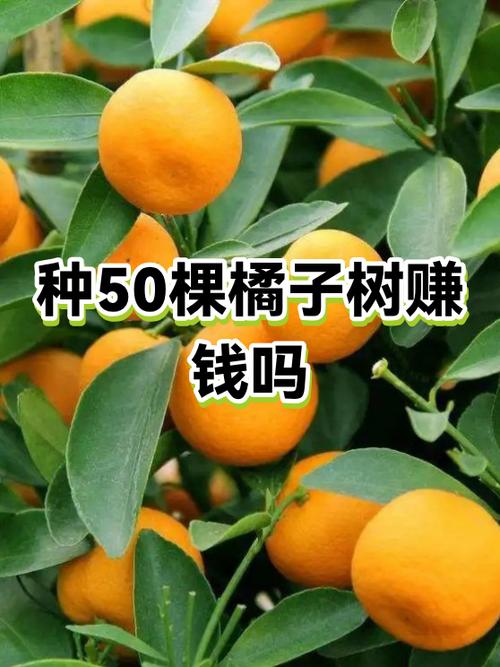 果园赚钱吗