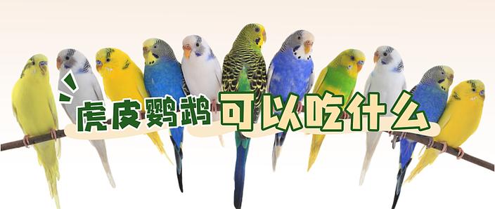 虎皮鹦鹉吉利吗