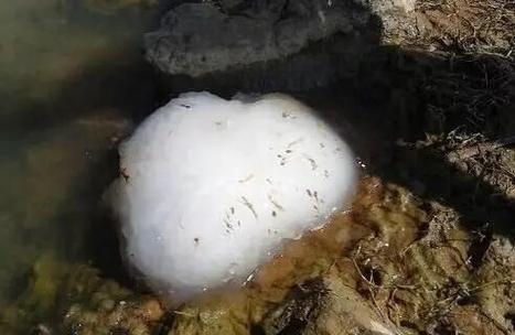太岁在地下会走吗