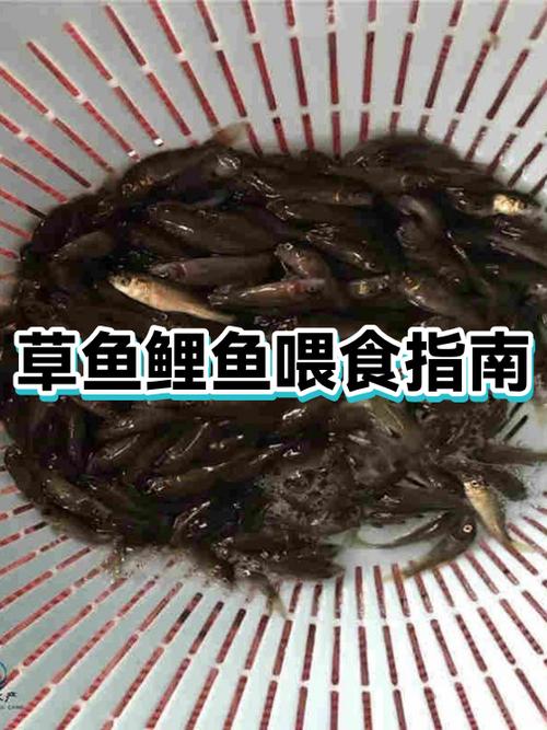 养殖草鱼一亩放多少鱼