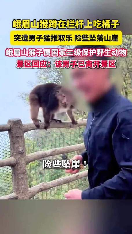 推猴子男子3年内禁入峨眉山图标