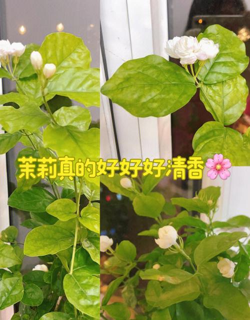 茉莉花枯萎了怎么救活