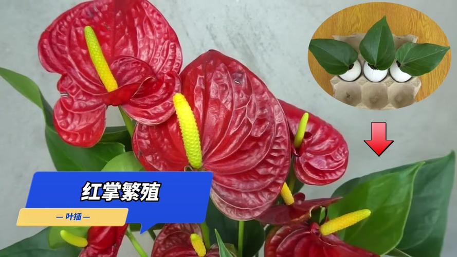 红掌一般能活多久图标