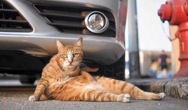 橘猫兼职靠谱吗