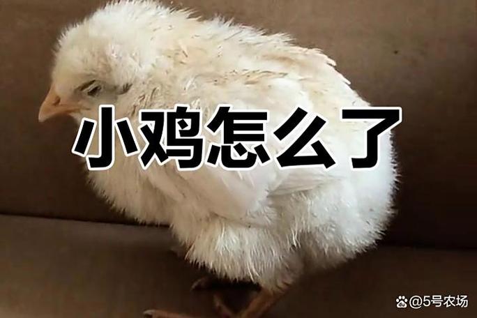 朋友说小鸡偷吃