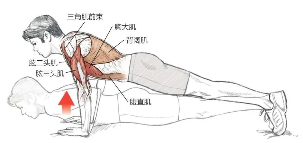 平板俯卧撑正确做法图标