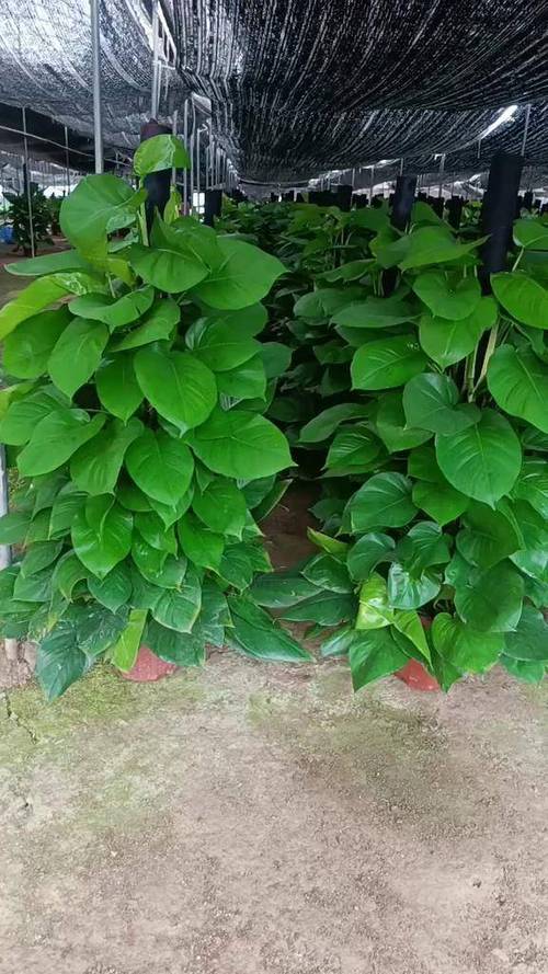 绿萝是草本植物还是木本植物