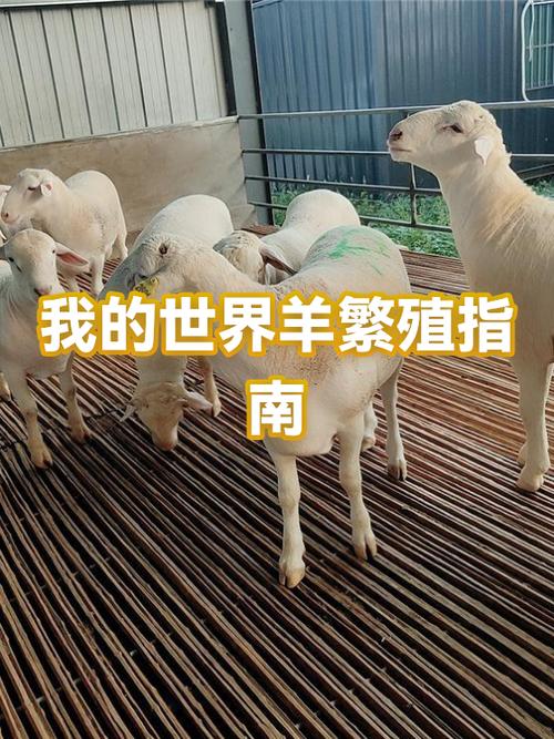 mc怎么喂羊