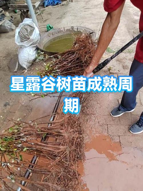 星露谷樱桃树苗