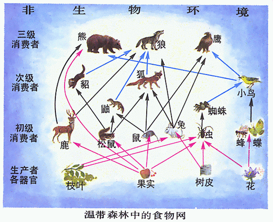 《食物链》