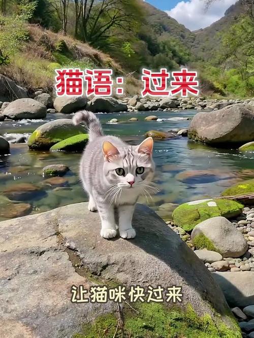 猫语怎么喊猫过来图标
