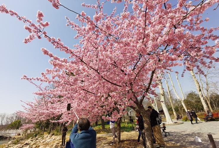 樱花云免流图标