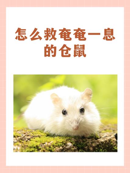 如何判断仓鼠很痛苦