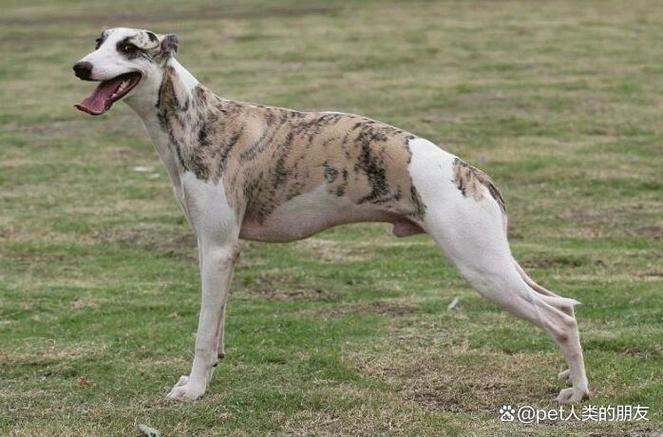 细狗品种图片大全