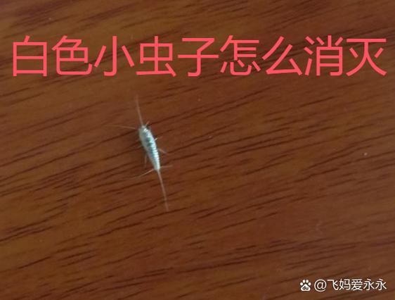 白色细长的小虫子