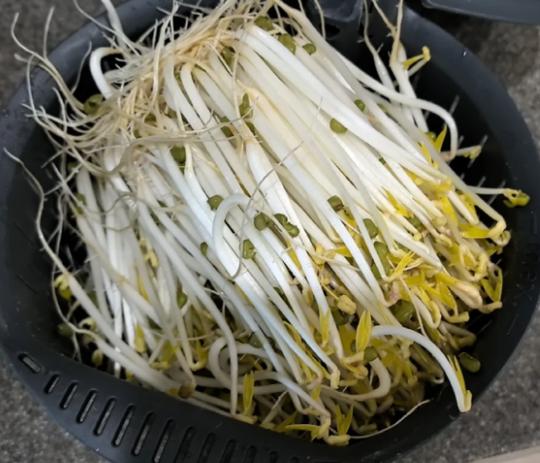 生绿豆芽用压东西吗图标