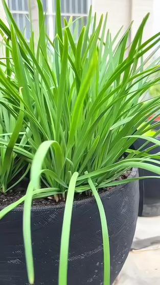 家庭阳台韭菜种植最简单方法