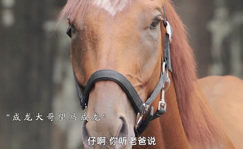 扮演赤兔的马是谁