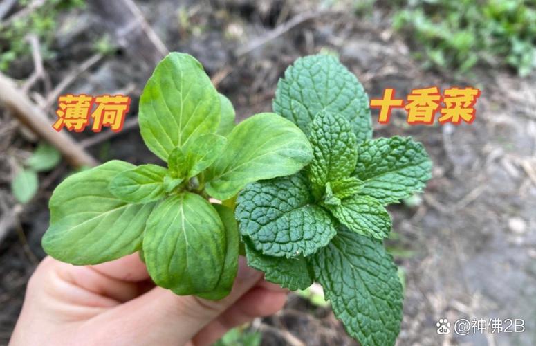 野薄荷和薄荷的区别