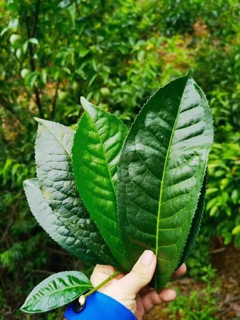 种茶树