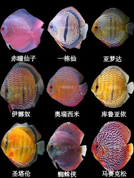 观赏鱼之家论坛哪去了图标