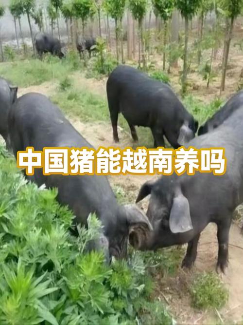 养了个猪兑换码图标