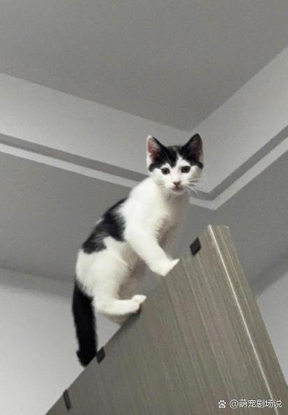 我的小猫赚钱靠谱吗