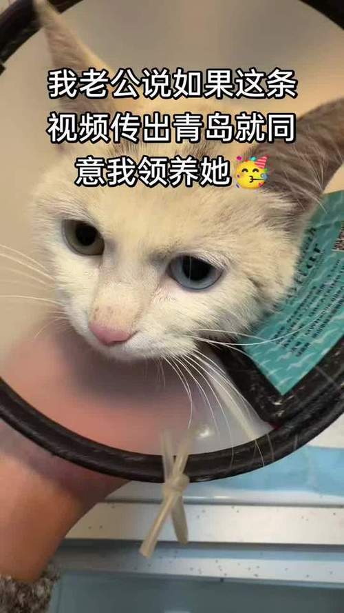 我的小猫赚钱靠谱吗