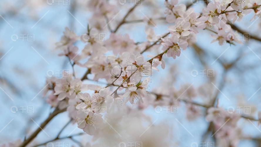 桃花视频免费版高清