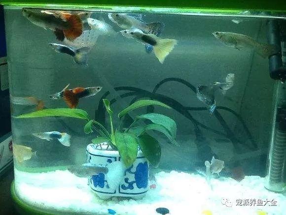 鱼缸水跌酸如何处理