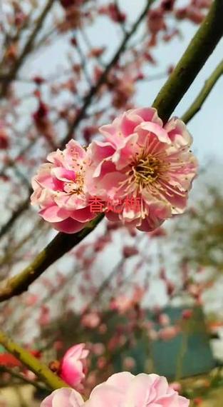 梅花视频大全免费观看